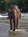 * Nomination Front view of an Asian elephant (Elephas maximus) walking in Tad Lo river at golden hour, Bolaven Plateau, Salavan Province, Laos. --Basile Morin 03:56, 20 March 2024 (UTC) * Promotion  Support Good quality. --XRay 04:47, 20 March 2024 (UTC)  Support Good quality. --Jakubhal 04:49, 20 March 2024 (UTC)