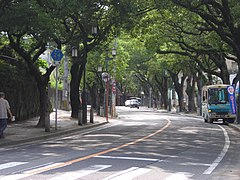 街路樹