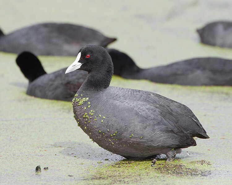 File:Fulica atra - Gould's Lagoon.jpg