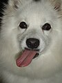 Funny Japanese Spitz.jpg