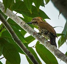 In Kakum National Park, Ghana Gabon Woodpecker - Ghana S4E2409 (16224282519).jpg