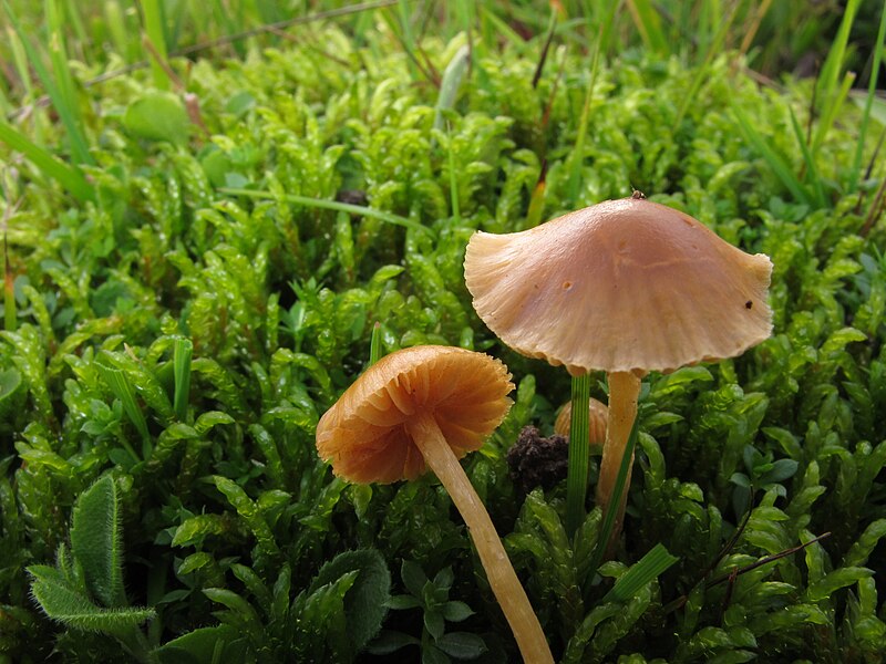 File:Galerina laevis (29797663571).jpg