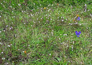 Habitat Den blå blomman är en Viola guestphalica