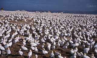 <span class="mw-page-title-main">Malgas Island</span> Island at the entrance to Saldanha Bay, South Africa