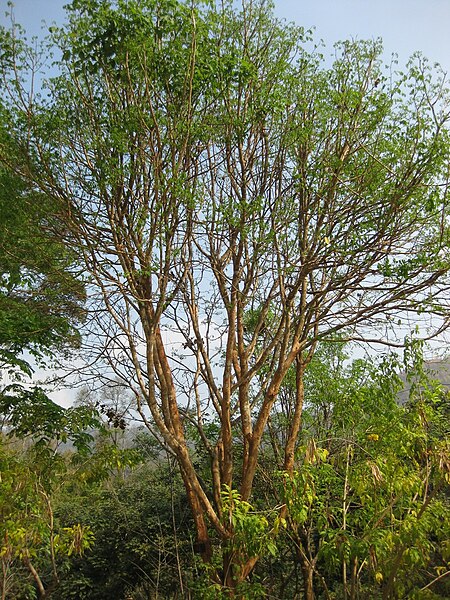 Dalbergia floribunda