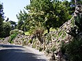 Steingarten mit Sukkulenten im Vatikanischen Garten