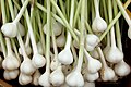Garlic organically grown.jpg