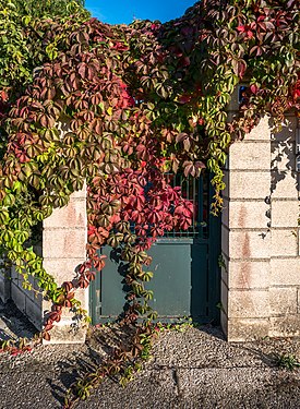 Девичий виноград пятилисточковый, часть листвы которого поменяла окраску на осеннюю