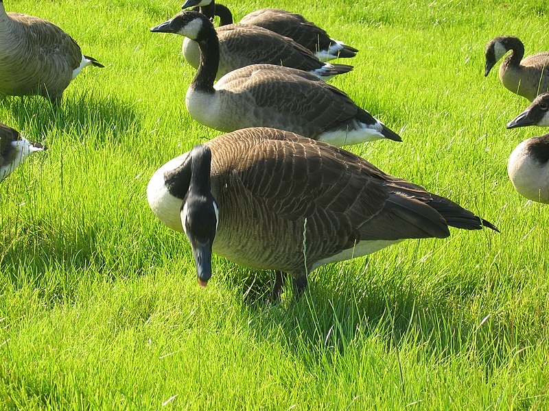 File:Geese 5.jpg