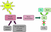 Depicts general process of photofermentation. General process of photofermentation - 12934 2015 324 Fig1.gif