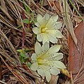 Gentiana scabrida plants Japan - Jade Mountains