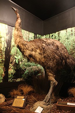 Реконструкція Dinornis novaezealandiae