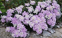 Gibraltar Candytuft 1. 
 JPG