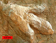 Trace Fossil