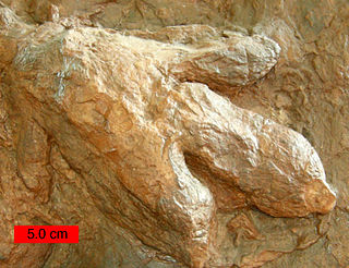 <i>Gigandipus</i> Dinosaur footprint