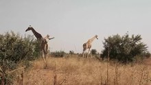 Файл: Girafes de Koure.webm