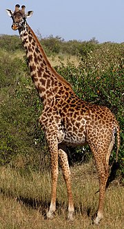 Самка масайского жирафа в заповеднике Масаи-Мара