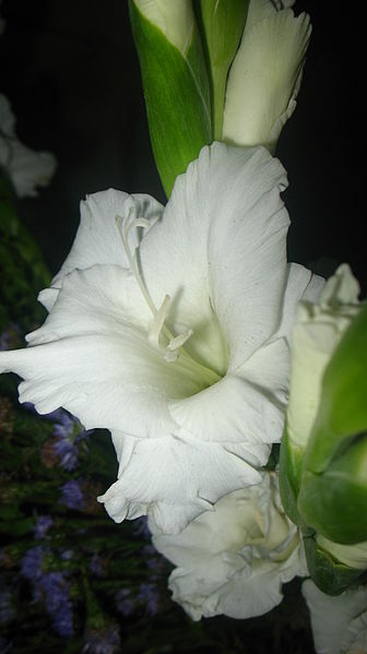 File:Gladiolus white.JPG