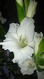 Gladiolus white.JPG