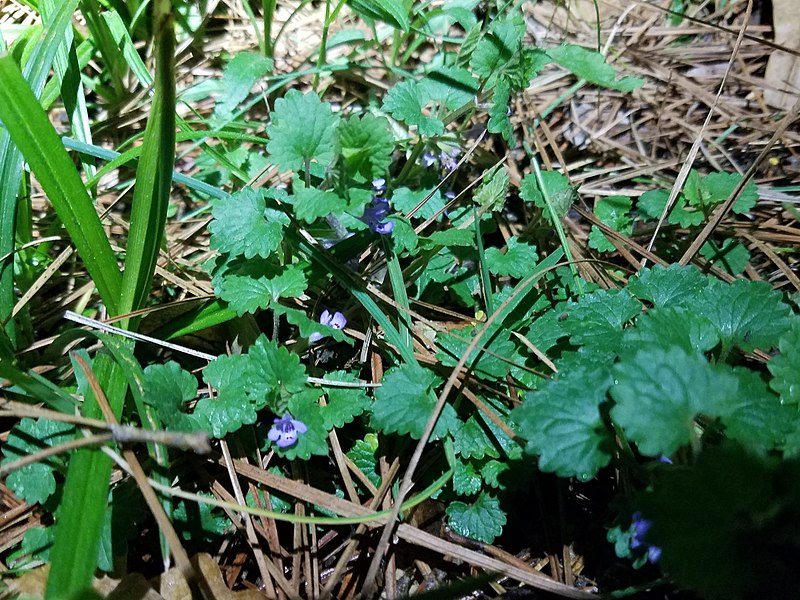 File:Glechoma hederacea 184327435.jpg