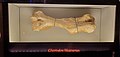 Glyptodon humerus, Tellus Science Museum.jpg