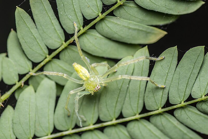 File:Gnathopalystes sp ( female ) spider resting on leaf at Beliatore ANK8907.jpg