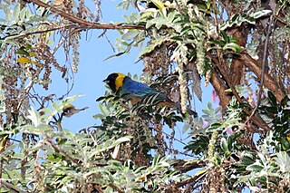 <span class="mw-page-title-main">Golden-collared tanager</span> Species of bird