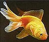 Goldfisch 1.jpg