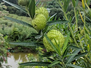 (Gomphocarpus physocarpus)