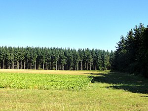 Gondreville (60), lisière de forêt au nord-est.JPG