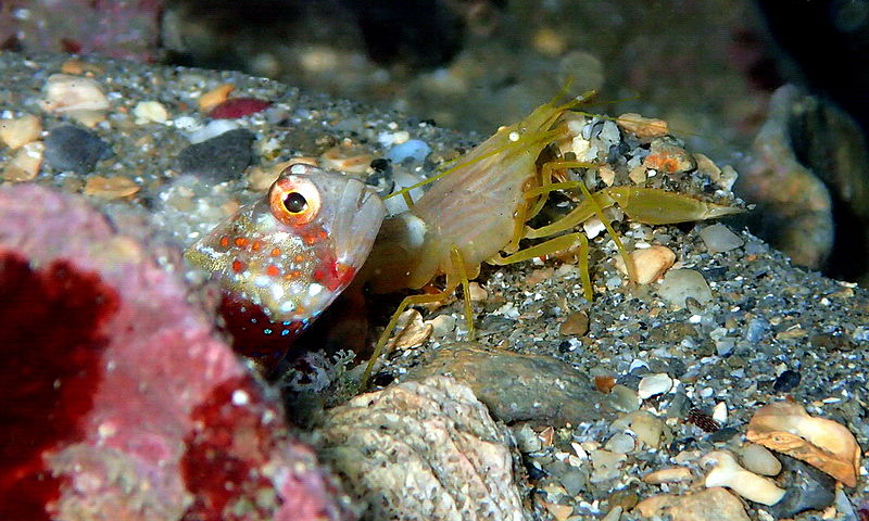 File:Gorgeous prawn-goby and blind shrimp.jpg