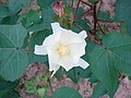 Thumbnail for File:Gossypium flower - panoramio - Freeman Joe (2).jpg