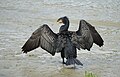 * Nomination Great Cormorant (Phalacrocorax carbo) in Deauville (Calvados, France). --Gzen92 05:56, 18 August 2022 (UTC) * Promotion  Support Good quality. --Mike1979 Russia 06:10, 18 August 2022 (UTC)