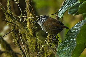Gray-breasted Wood-Wren - Colombia S4E9753 (16982145839).jpg