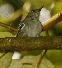 At Sani Lodge, Ecuador (flash photo) Gray Antwren.jpg