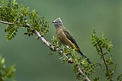 Harmaa Silky-Flycatcher - Meksiko S4E9223 (16864632608) .jpg