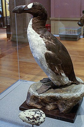 Exemplar empalhado (espécime nº 8) e réplica do ovo em Kelvingrove, Escócia.