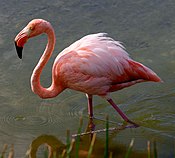 Большой фламинго, галапагосские острова.JPG 
