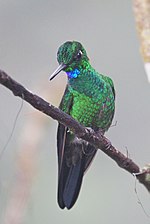 Miniatura per Colibrí diamant de corona verda