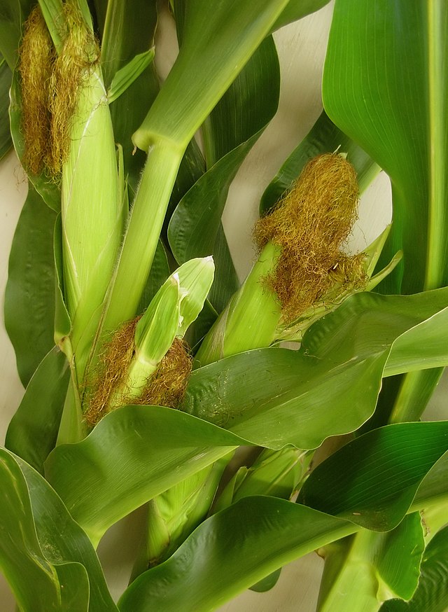 Épis de maïs (Zea mays).