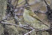 Greenish Warbler Sikkim India 11.05.2014.jpg