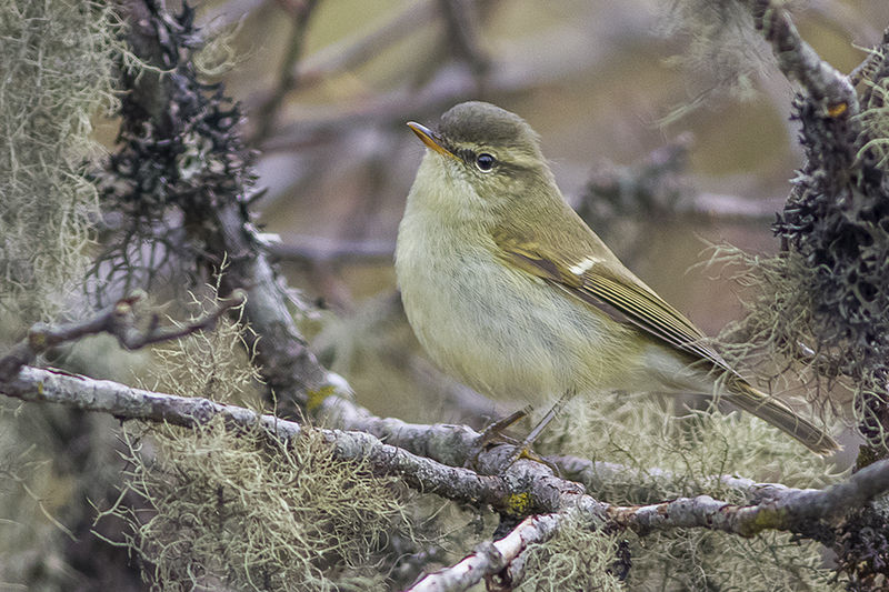 File:Greenish Warbler Sikkim India 11.05.2014.jpg