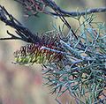 Grevillea armigera üçün miniatür