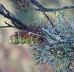 Description de l'image Grevillea armigera.jpg.