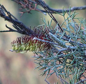 Описание изображения Grevillea armigera.jpg.