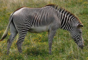 Grevy's zebra (Equus grevyi), an East African species of horse