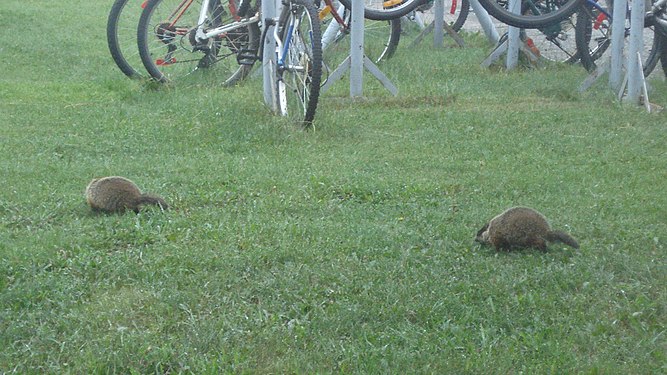 Groundhogs (Marmota monax)