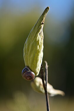 Snail on Milkweed (Asclepias sp.)