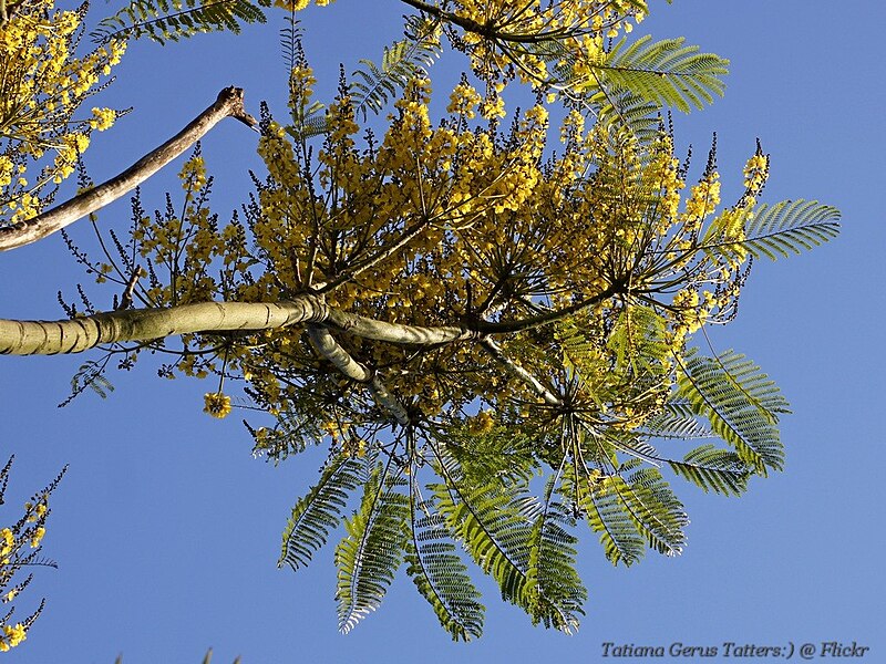 File:Guapuruvu, or Tower tree. - Schizolobium parahyba. (6309205842).jpg