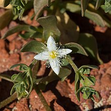 Gunniopsis papillata.jpg